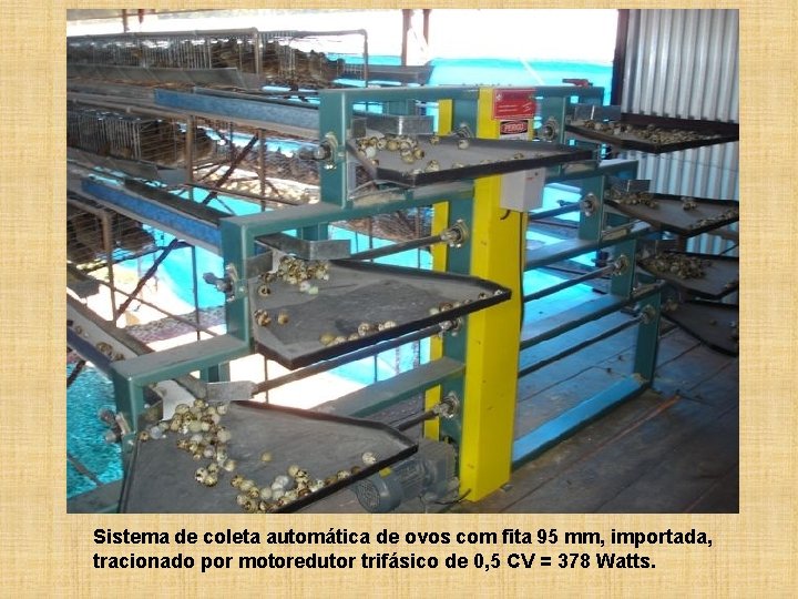 Sistema de coleta automática de ovos com fita 95 mm, importada, tracionado por motoredutor