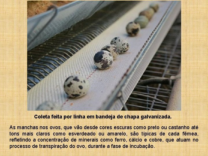 Coleta feita por linha em bandeja de chapa galvanizada. As manchas nos ovos, que