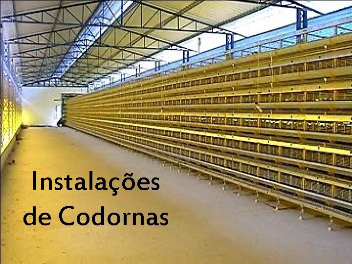 Instalações de Codornas 