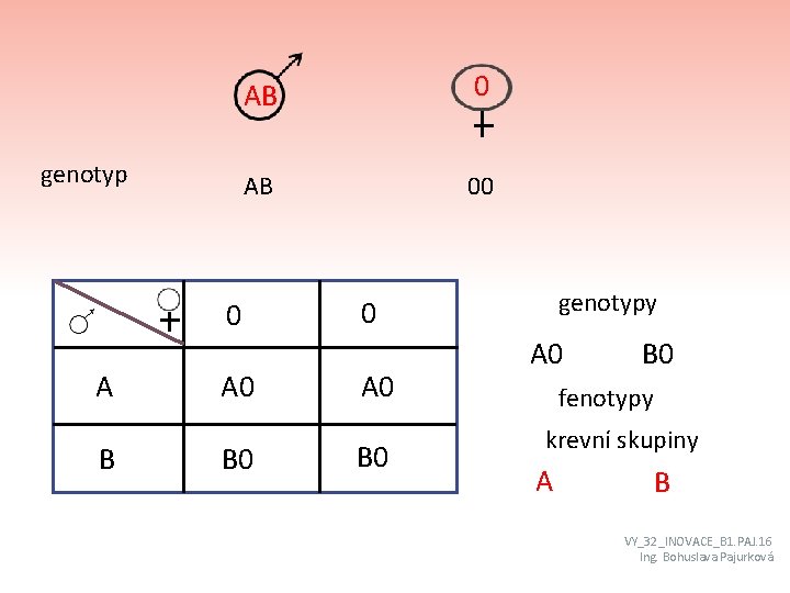 genotyp AB 00 0 A B A 0 B 0 genotypy 0 A 0