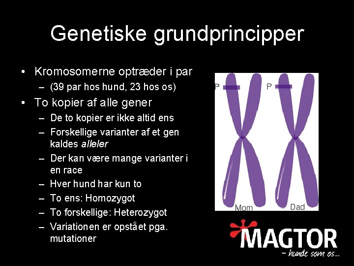 Genetiske grundprincipper • Kromosomerne optræder i par – (39 par hos hund, 23 hos