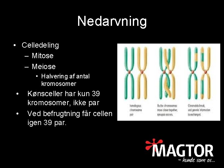 Nedarvning • Celledeling – Mitose – Meiose • Halvering af antal kromosomer • •