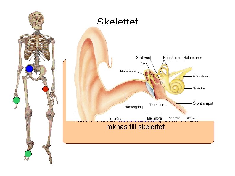 Skelettet Vårt skelett är uppbyggt av ungefär 200 ben. En del ben är stora,