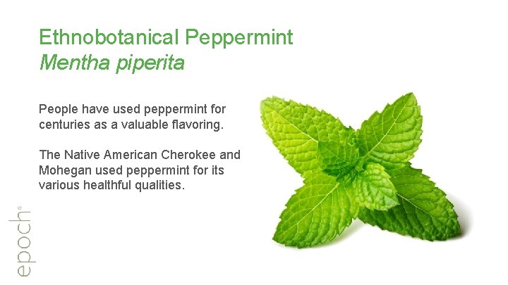 Ethnobotanical Peppermint Mentha piperita People have used peppermint for centuries as a valuable flavoring.