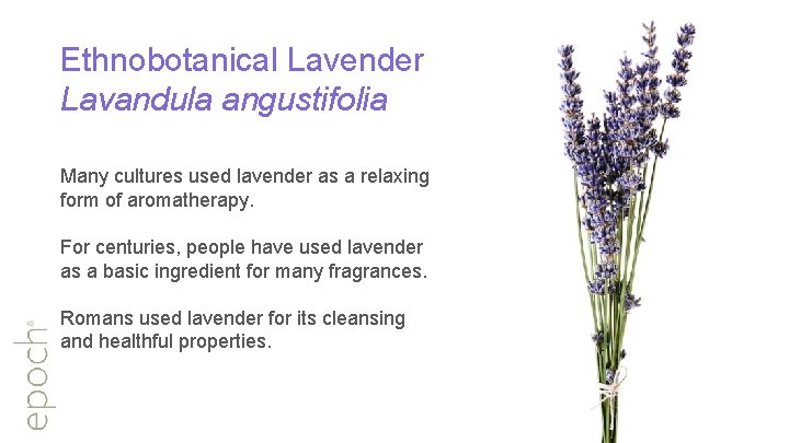 Ethnobotanical Lavender Lavandula angustifolia Many cultures used lavender as a relaxing form of aromatherapy.