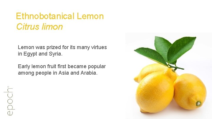 Ethnobotanical Lemon Citrus limon Lemon was prized for its many virtues in Egypt and
