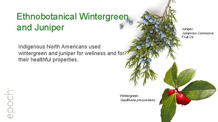 Ethnobotanical Wintergreen and Juniper Indigenous North Americans used wintergreen and juniper for wellness and