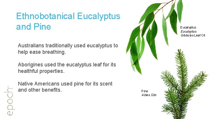 Ethnobotanical Eucalyptus and Pine Eucalyptus Globulus Leaf Oil Australians traditionally used eucalyptus to help