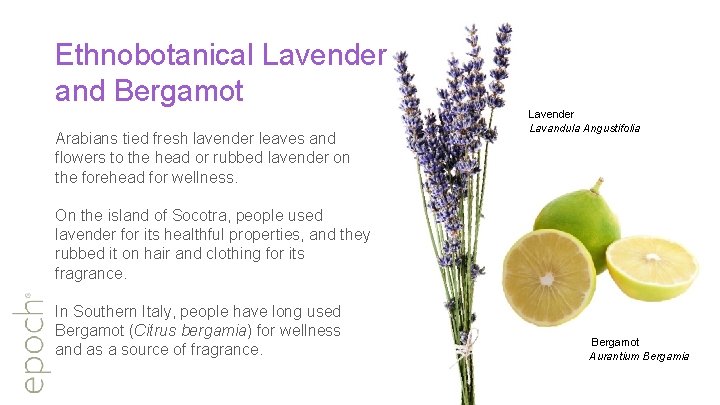 Ethnobotanical Lavender and Bergamot Arabians tied fresh lavender leaves and flowers to the head