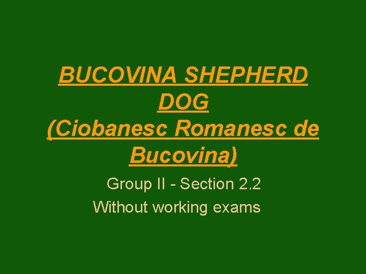 BUCOVINA SHEPHERD DOG (Ciobanesc Romanesc de Bucovina) Group II - Section 2. 2 Without