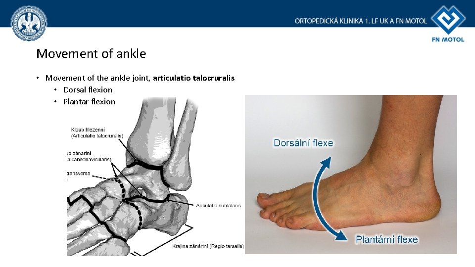 Movement of ankle • Movement of the ankle joint, articulatio talocruralis • Dorsal flexion Movement of ankle • Movement of the ankle joint, articulatio talocruralis • Dorsal flexion