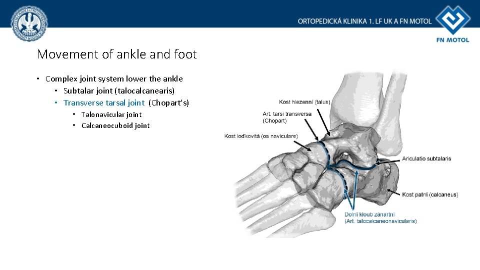Movement of ankle and foot • Complex joint system lower the ankle • Subtalar Movement of ankle and foot • Complex joint system lower the ankle • Subtalar
