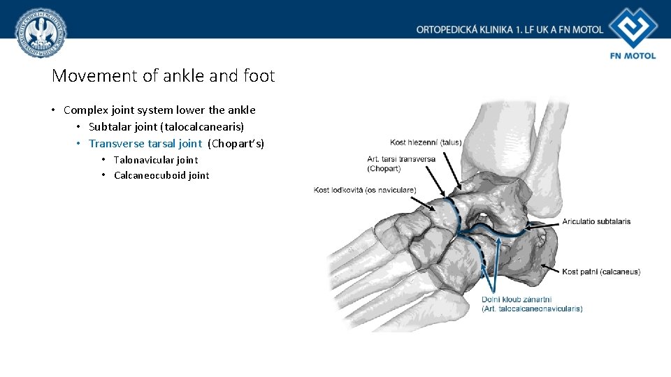 Movement of ankle and foot • Complex joint system lower the ankle • Subtalar