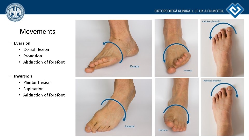 Movements • Eversion • Dorsal flexion • Pronation • Abduction of forefoot • Inversion