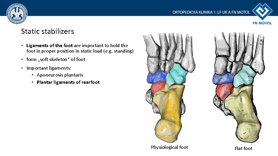 Static stabilizers • Ligaments of the foot are important to hold the foot in Static stabilizers • Ligaments of the foot are important to hold the foot in