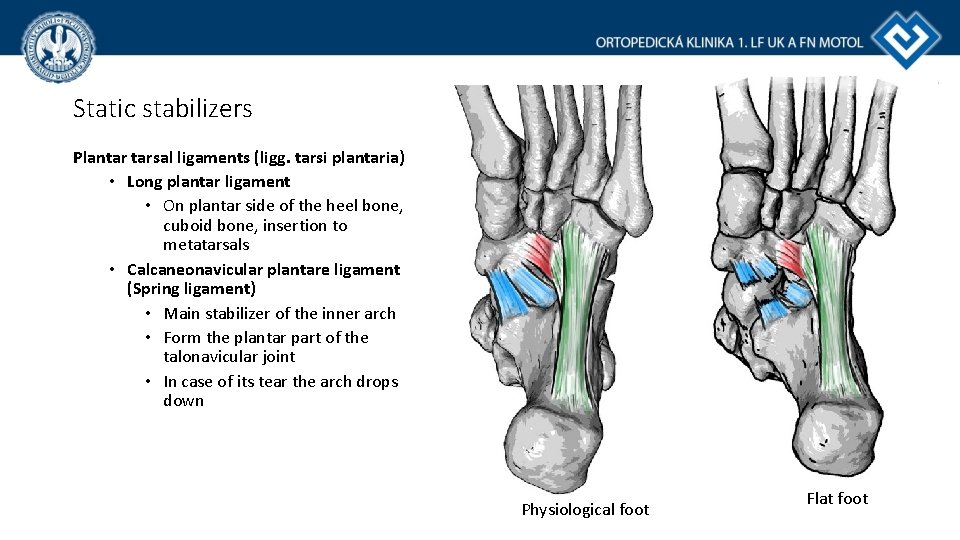 Static stabilizers Plantar tarsal ligaments (ligg. tarsi plantaria) • Long plantar ligament • On Static stabilizers Plantar tarsal ligaments (ligg. tarsi plantaria) • Long plantar ligament • On