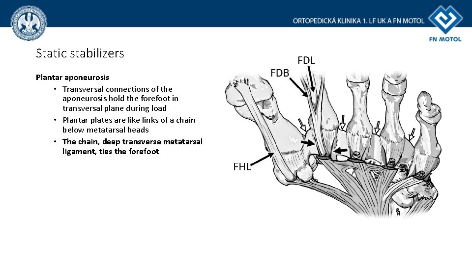 Static stabilizers Plantar aponeurosis • Transversal connections of the aponeurosis hold the forefoot in