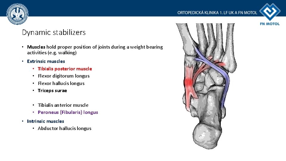 Dynamic stabilizers • Muscles hold proper position of joints during a weight bearing activities