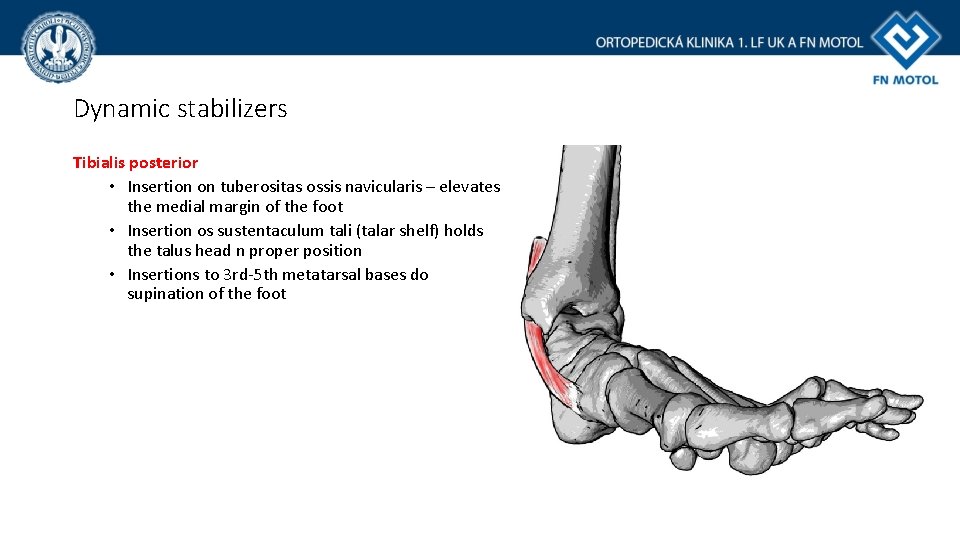 Dynamic stabilizers Tibialis posterior • Insertion on tuberositas ossis navicularis – elevates the medial