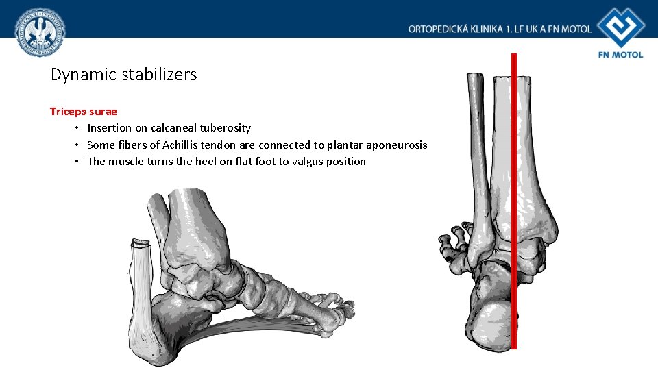 Dynamic stabilizers Triceps surae • Insertion on calcaneal tuberosity • Some fibers of Achillis