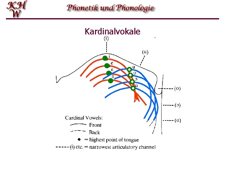 Kardinalvokale 