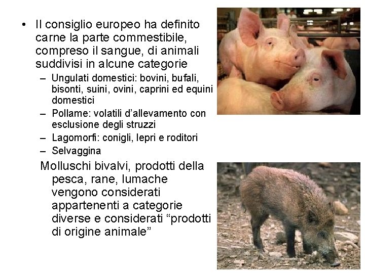  • Il consiglio europeo ha definito carne la parte commestibile, compreso il sangue,