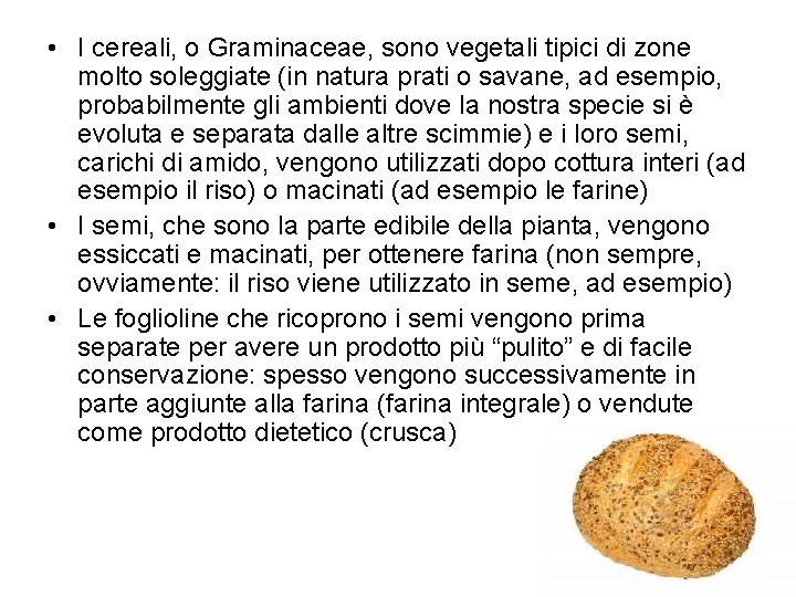  • I cereali, o Graminaceae, sono vegetali tipici di zone molto soleggiate (in