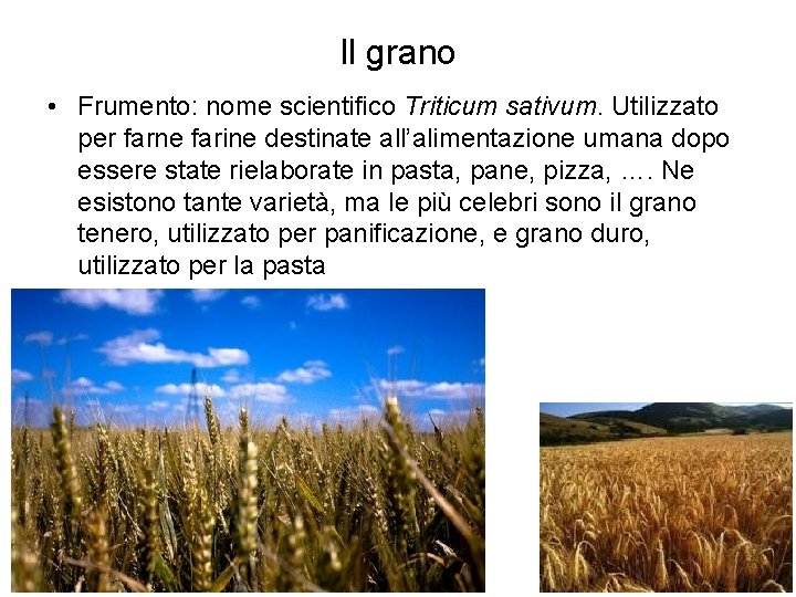 Il grano • Frumento: nome scientifico Triticum sativum. Utilizzato per farne farine destinate all’alimentazione