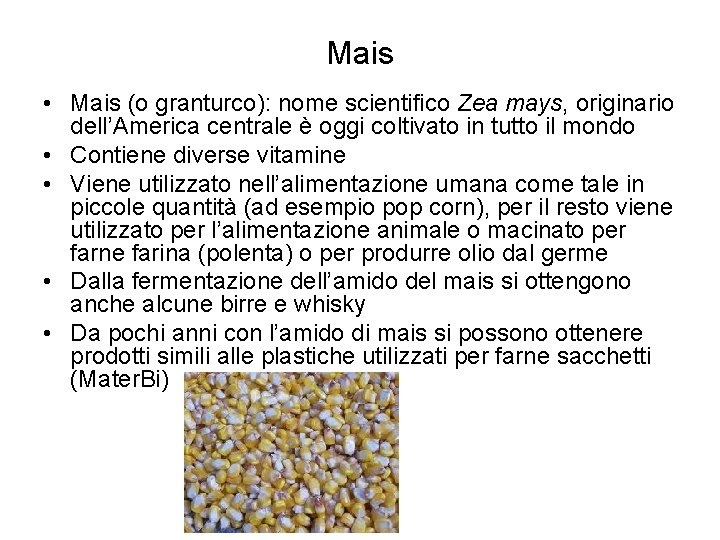 Mais • Mais (o granturco): nome scientifico Zea mays, originario dell’America centrale è oggi