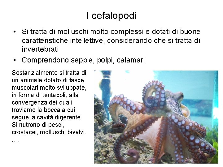 I cefalopodi • Si tratta di molluschi molto complessi e dotati di buone caratteristiche