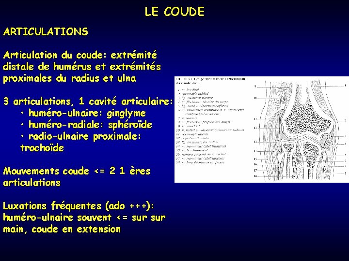 LE COUDE ARTICULATIONS Articulation du coude: extrémité distale de humérus et extrémités proximales du