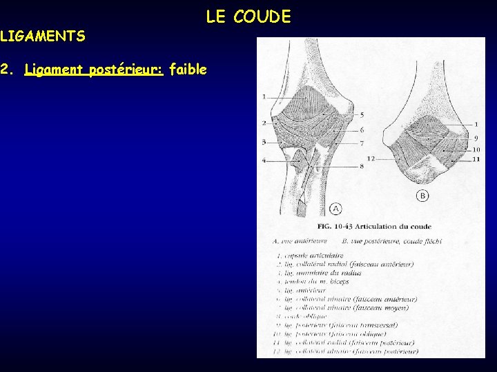 LIGAMENTS LE COUDE 2. Ligament postérieur: faible 