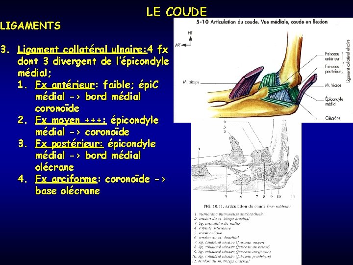 LIGAMENTS LE COUDE 3. Ligament collatéral ulnaire: 4 fx dont 3 divergent de l’épicondyle