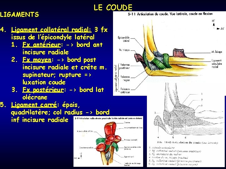 LIGAMENTS LE COUDE 4. Ligament collatéral radial: 3 fx issus de l’épicondyle latéral 1.