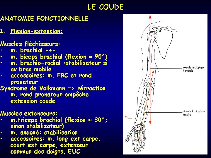 LE COUDE ANATOMIE FONCTIONNELLE 1. Flexion-extension: Muscles fléchisseurs: • m. brachial +++ • m.