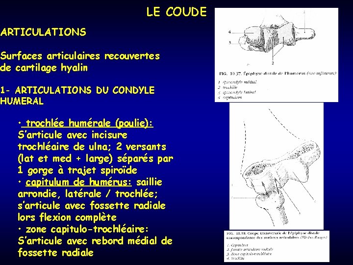 LE COUDE ARTICULATIONS Surfaces articulaires recouvertes de cartilage hyalin 1 - ARTICULATIONS DU CONDYLE