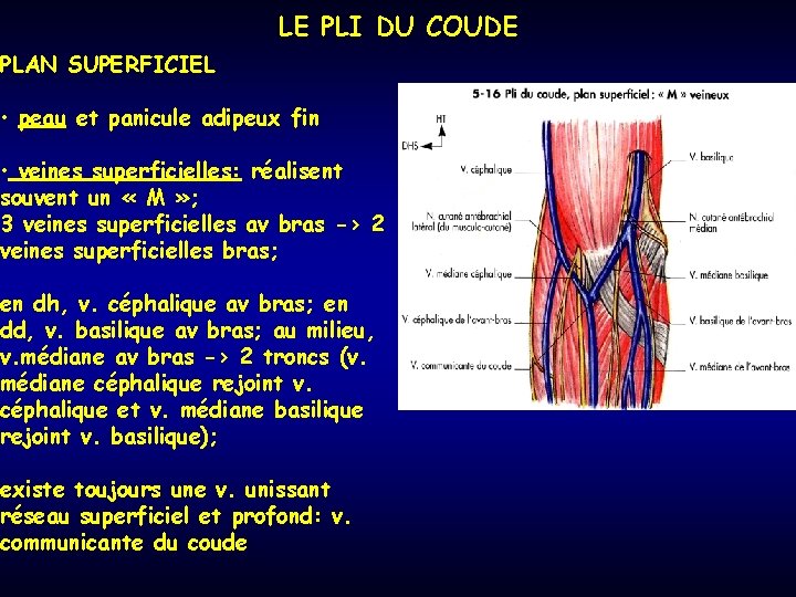 LE PLI DU COUDE PLAN SUPERFICIEL • peau et panicule adipeux fin • veines