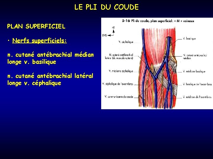 LE PLI DU COUDE PLAN SUPERFICIEL • Nerfs superficiels: n. cutané antébrachial médian longe