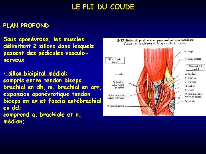 LE PLI DU COUDE PLAN PROFOND Sous aponévrose, les muscles délimitent 2 sillons dans