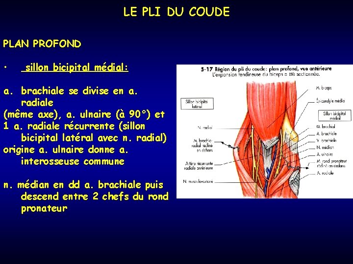 LE PLI DU COUDE PLAN PROFOND • sillon bicipital médial: a. brachiale se divise