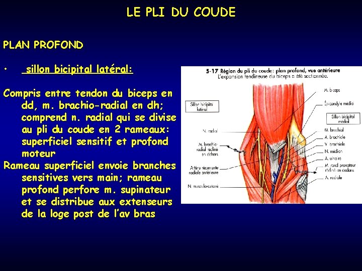 LE PLI DU COUDE PLAN PROFOND • sillon bicipital latéral: Compris entre tendon du