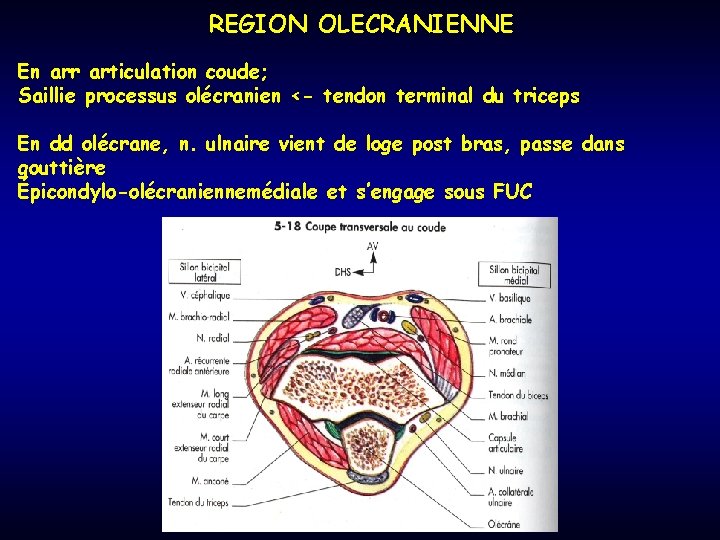 REGION OLECRANIENNE En arr articulation coude; Saillie processus olécranien <- tendon terminal du triceps