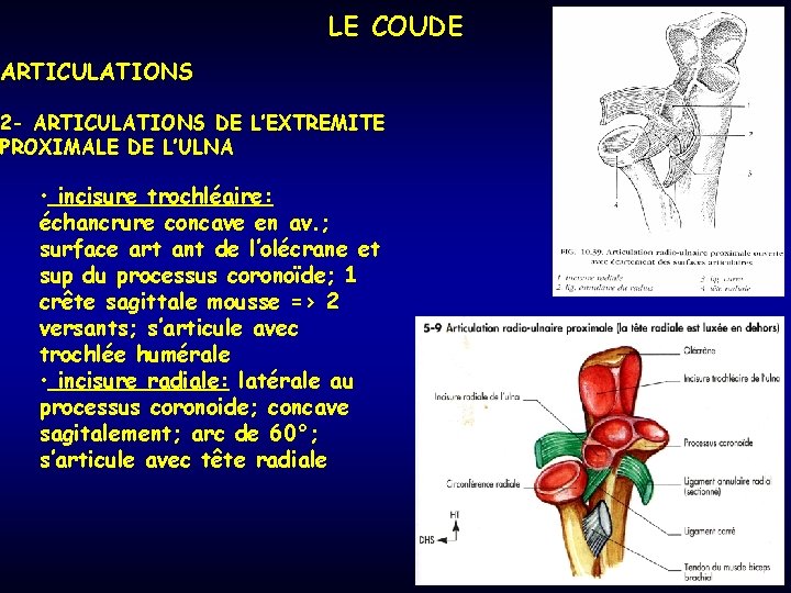 LE COUDE ARTICULATIONS 2 - ARTICULATIONS DE L’EXTREMITE PROXIMALE DE L’ULNA • incisure trochléaire: