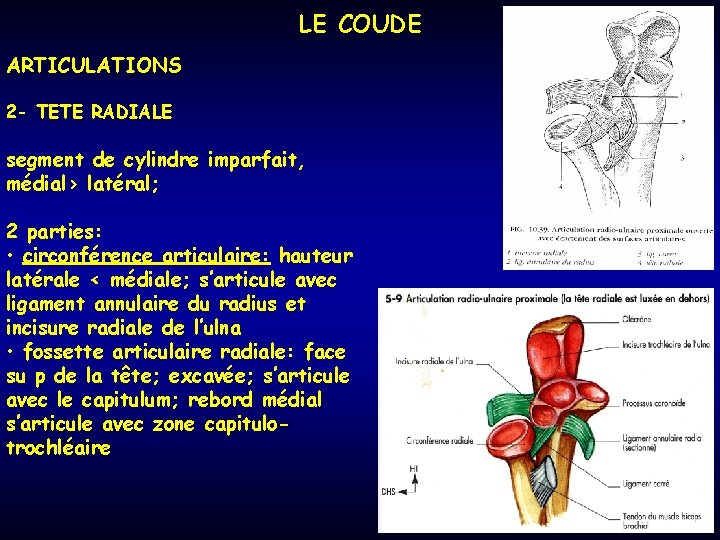 LE COUDE ARTICULATIONS 2 - TETE RADIALE segment de cylindre imparfait, médial> latéral; 2