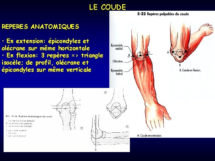 LE COUDE REPERES ANATOMIQUES • En extension: épicondyles et olécrane sur même horizontale •