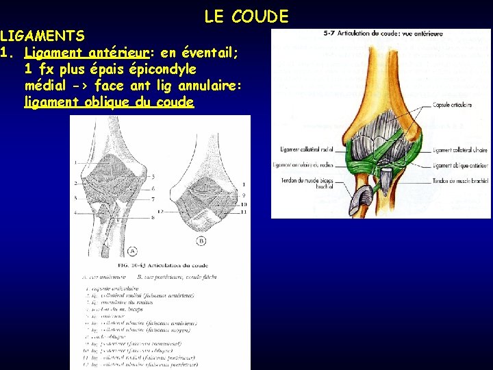 LE COUDE LIGAMENTS 1. Ligament antérieur: en éventail; 1 fx plus épais épicondyle médial