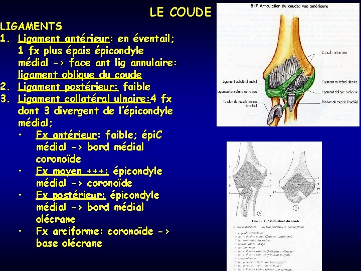 LE COUDE LIGAMENTS 1. Ligament antérieur: en éventail; 1 fx plus épais épicondyle médial