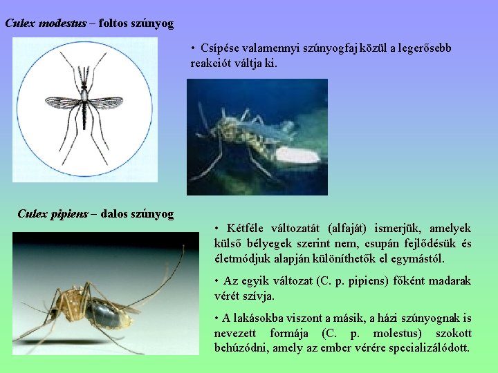 Culex modestus – foltos szúnyog • Csípése valamennyi szúnyogfaj közül a legerősebb reakciót váltja