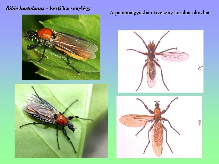 Bibio hortulanus – kerti bársonylégy A palántaágyakban érzékeny károkat okozhat. 