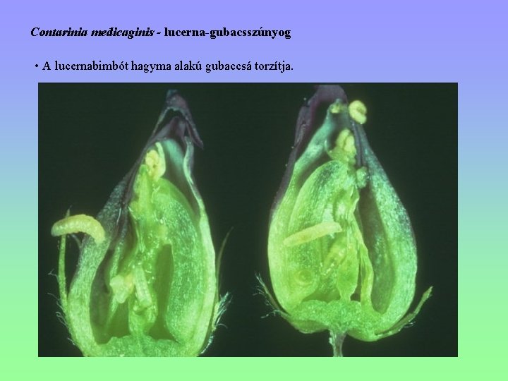 Contarinia medicaginis - lucerna-gubacsszúnyog • A lucernabimbót hagyma alakú gubaccsá torzítja. 